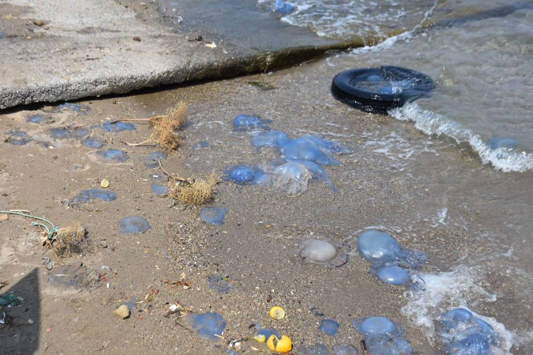 Yüzlercesi sahile vurdu, dokunan anında zehirleniyor! Mavi renklilere sakın yaklaşmayın, ölüm tehlikesi var 23